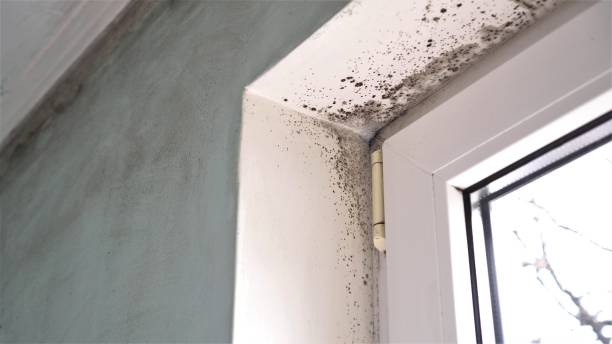 Best Crawl Space Mold Remediation in Schererville, IN