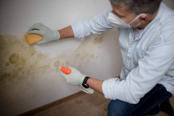 Best Industrial Mold Remediation in Schererville, IN