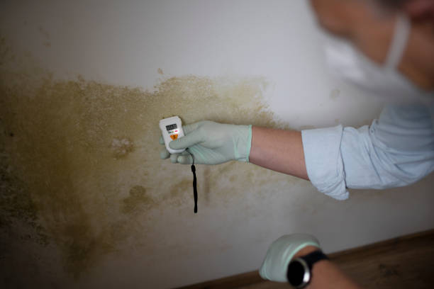 Best Bathroom Mold Remediation in Schererville, IN