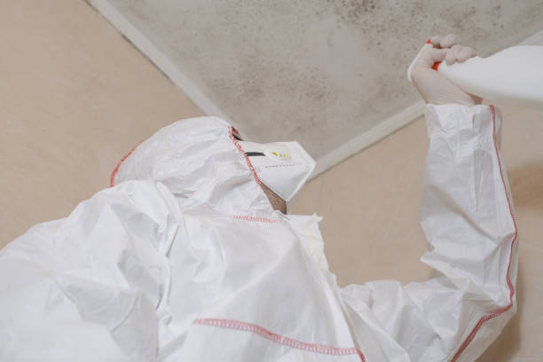 Best Kitchen Mold Remediation in Schererville, IN