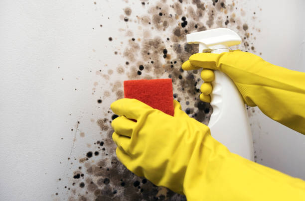 Best Commercial Mold Remediation in Schererville, IN